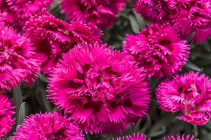 Dianthus 'Spiked Punch' 